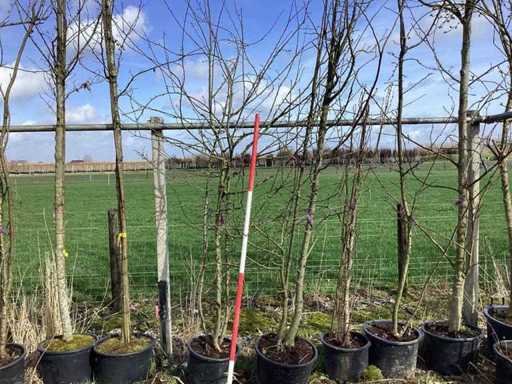 Sierappel - Vruchten/fruitbomen (2x)