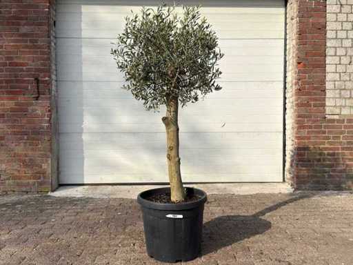 Olivenbaum Florida – Olea Europaea – Höhe ca. 170 cm