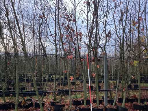Sweet gum (5x)