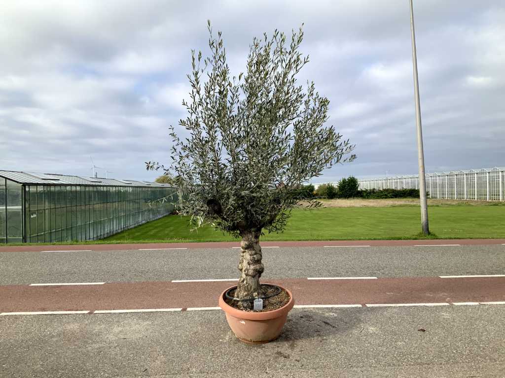 olivo in guscio bonsai (Olea Europaea Lessini)