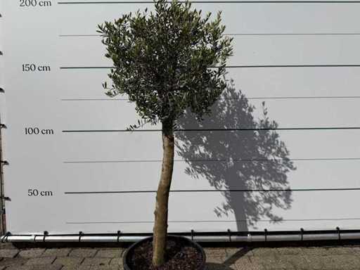 Olivenbaum Florida – Olea Europaea – ca. 40 Jahre alt – Höhe ca. 160 cm