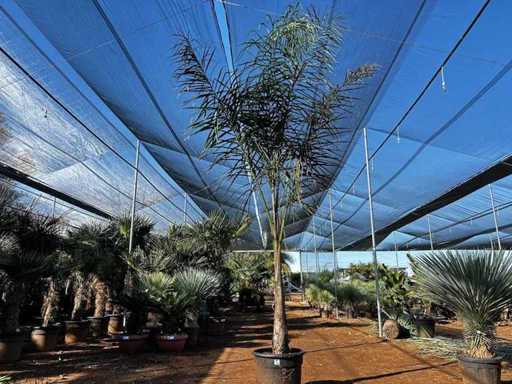 Cocus - Coconut Tree