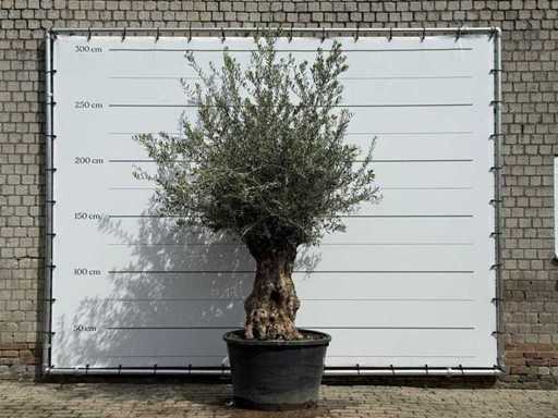 Olive tree Bonsai - Olea Europaea - approx. 80 years old - height approx. 250 cm