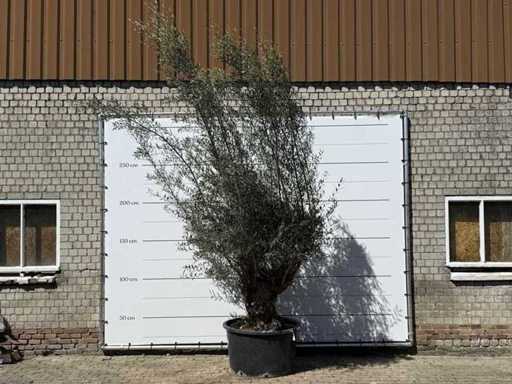 Bonsaï d’olivier - Olea Europaea - environ 80 ans - hauteur environ 280 cm