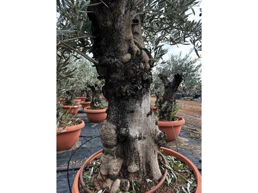  OLEA EUROPEA TARRINA 