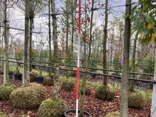 Jab?o? krabowa – drzewo wielo?odygowe