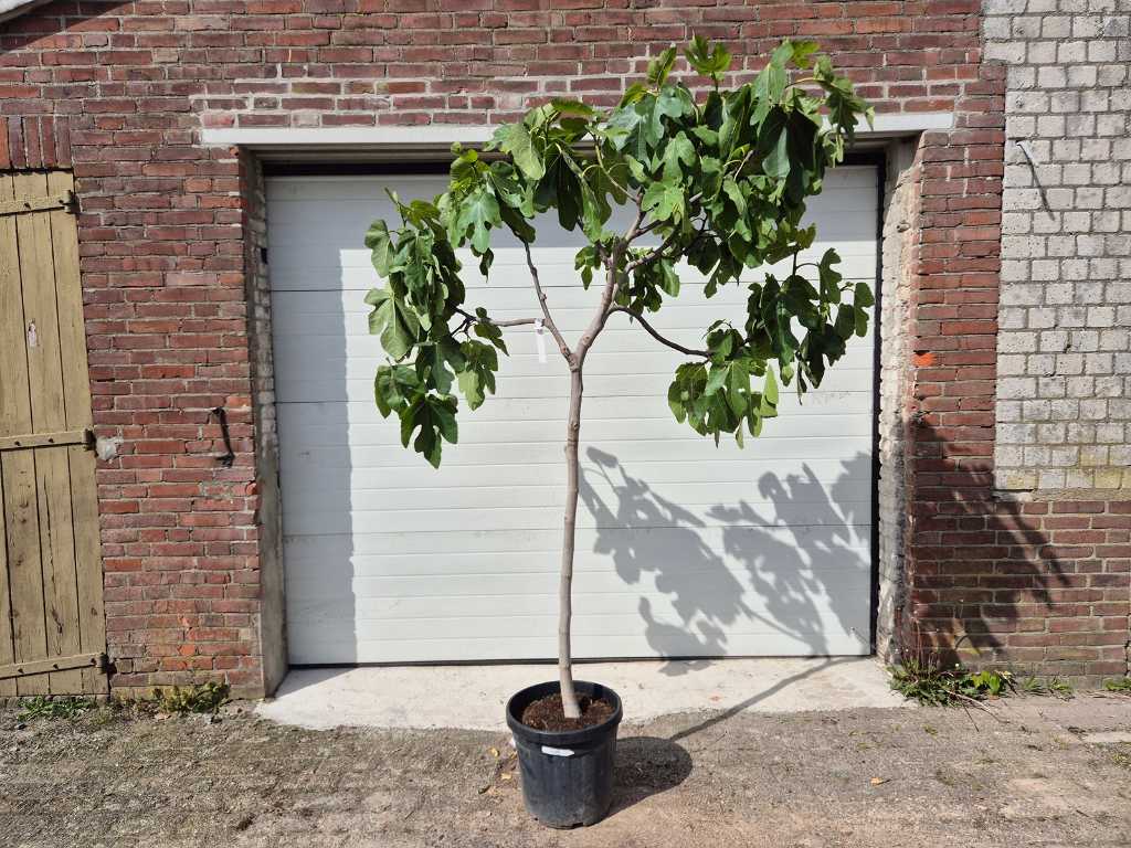 Fico - Ficus Carica - Albero da frutto - altezza circa 200 cm