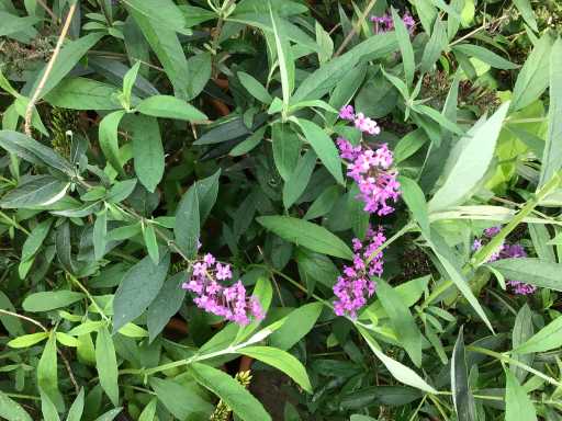 Vlinderstruiken verschillende kleuren (x35)