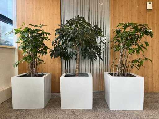 3 plantes hydroponiques en pot en plastique