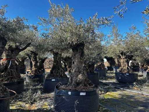 Centuries-old olive tree in basket
