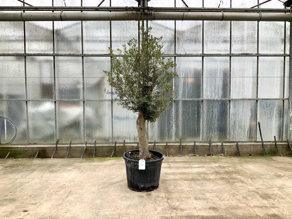 Olivenbaum (Olea Europaea Lessini)