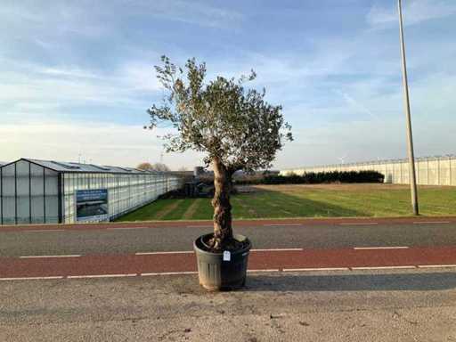 Ulivo (Olea Europaea Lessini)