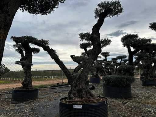  OLEA EUROPEA POM POM SECOLARE  