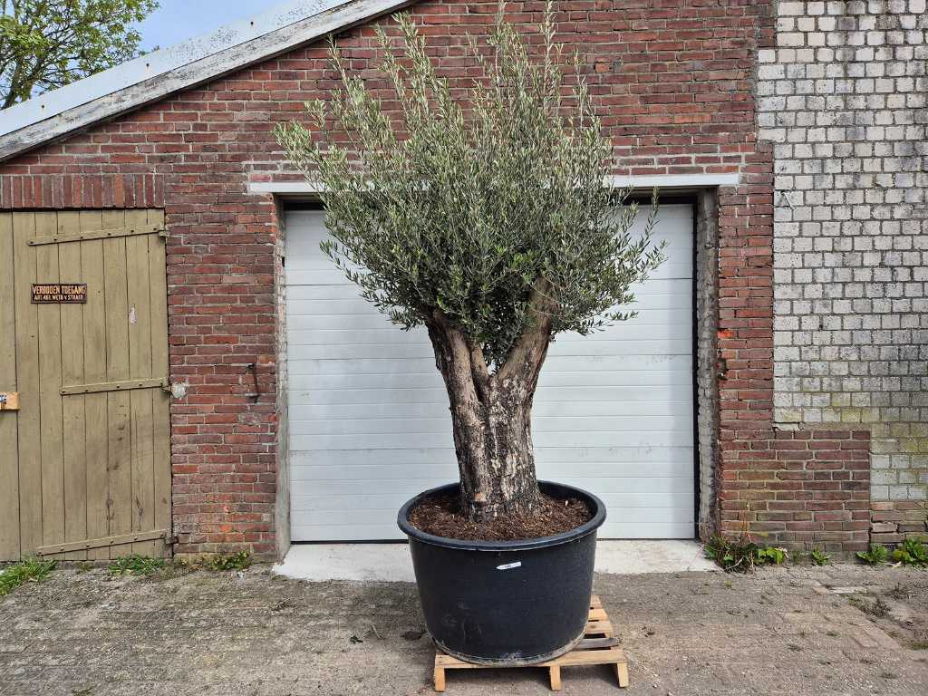 Olive tree Old Skin - Olea Europaea - height approx. 300 cm