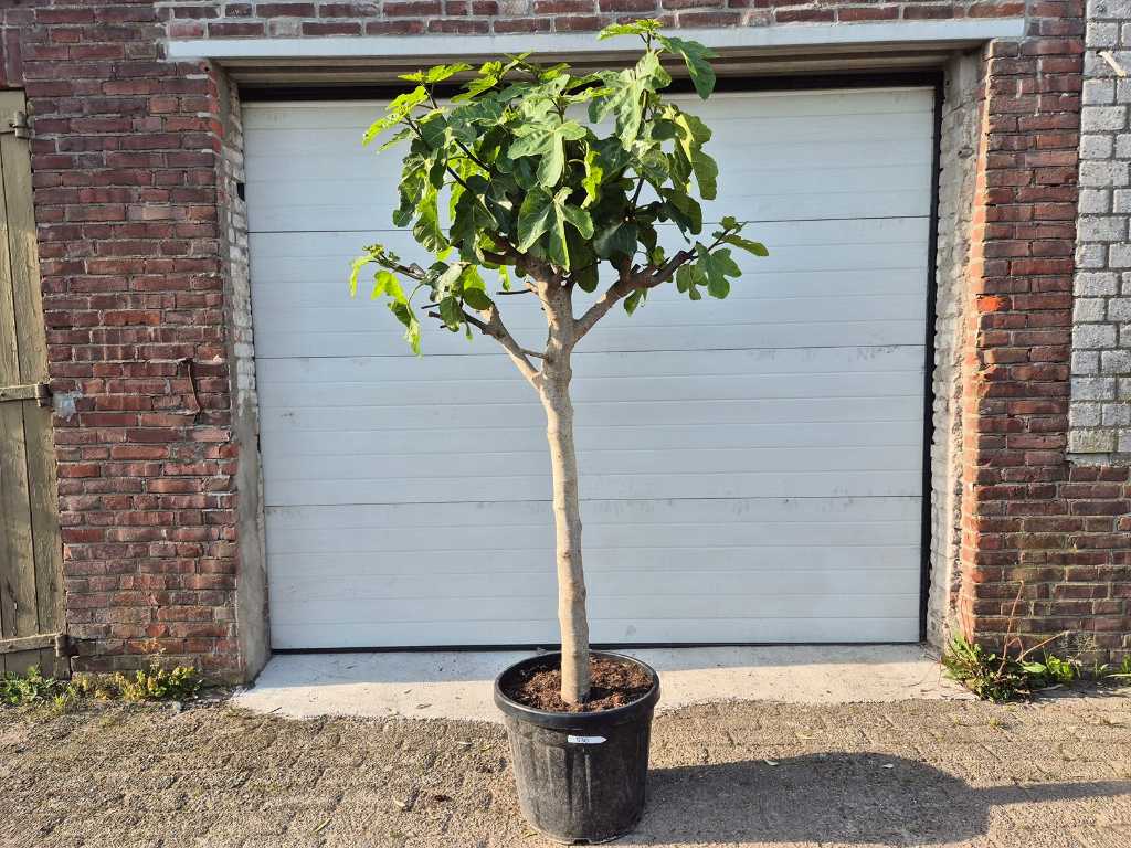 Smochin - Ficus Carica - Pom fructifer - inaltime aprox. 200 cm