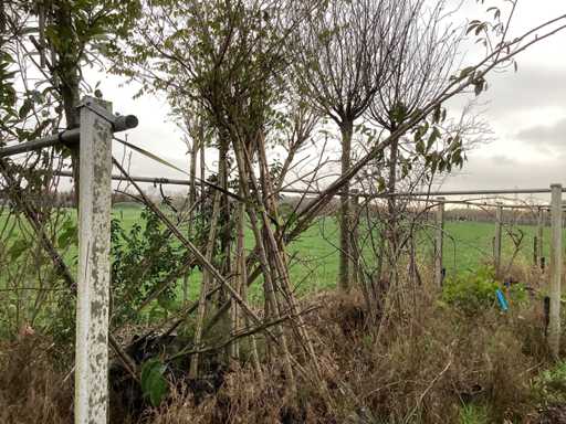 Diverse specii - Arbore cu formă