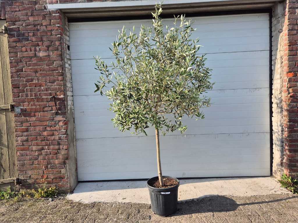 Olivenbaum Copa - Olea Europaea - Höhe ca. 175 cm