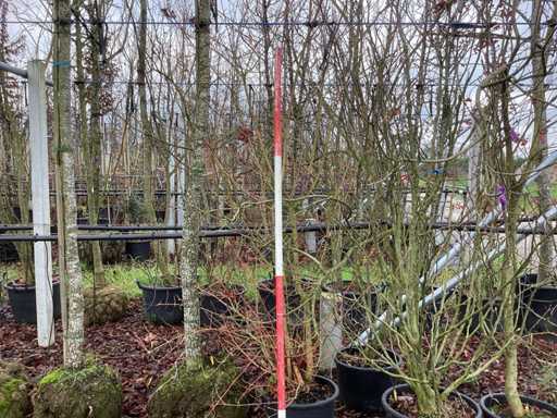 Dere? czerwony – drzewo wielo?odygowe