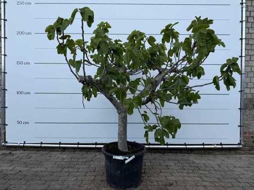 Feigenbaum Standard XL – Ficus Carica – Höhe ca. 200 cm