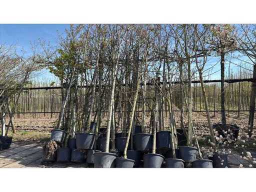 Copacul parcului (35x)