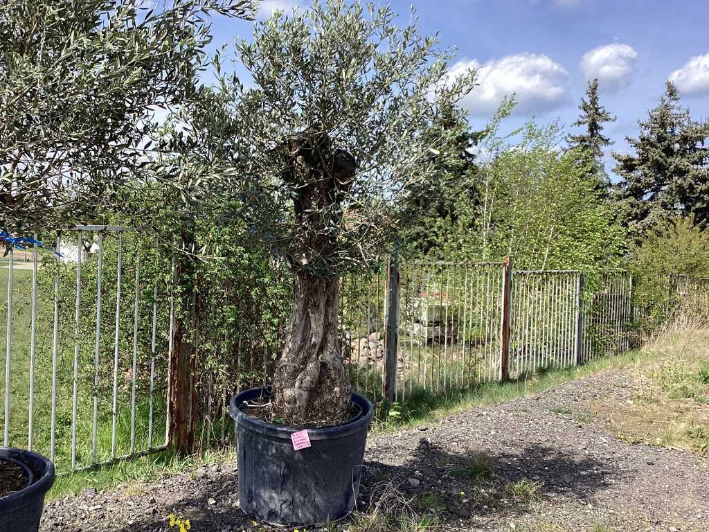 Drzewo oliwne (mrozoodporne)