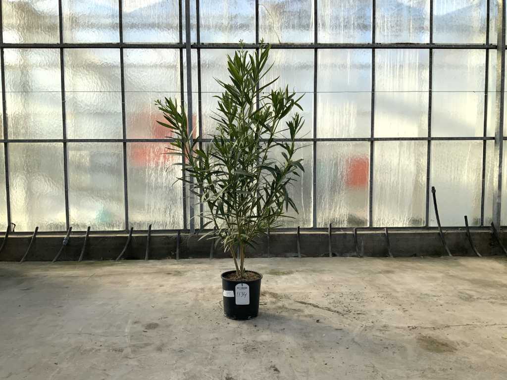 oleandro bianco (Nerium Oleander)