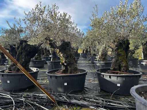 Olivenbäume in Töpfen (3x)