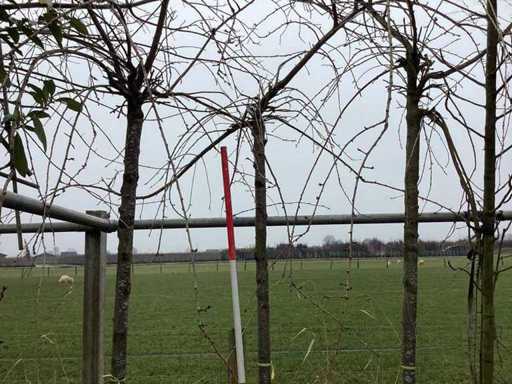 Cireș ornamental plângător - Copac ornamental