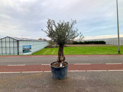 Măslinul (Olea Europaea Lessini)