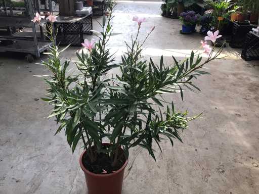 Oleander (x2)