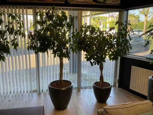 Plant met pot (2x)