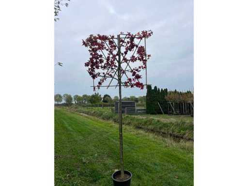 Süßer Kaugummi (2x)