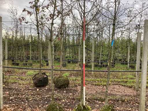 Ozdobna jab?o? - Owoc / drzewo owocowe