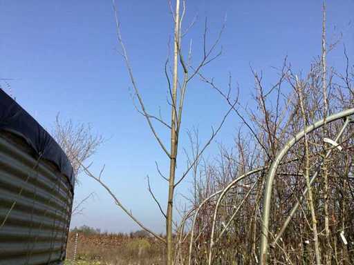 Liriodendron tulipifera (4x)