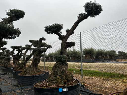 Olijfboom - Olea Europea Pom Pom Secolare 