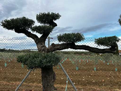  OLEA EUROPEA POM POM SECOLARE  