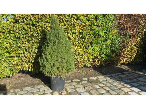 Christmas tree 100cm in pot Ornamental tree (4x)