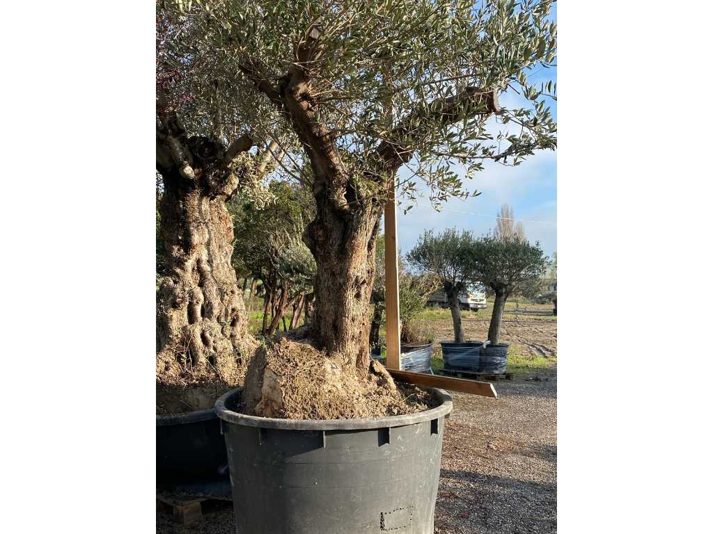 Albero di ulivo secolare in vaso