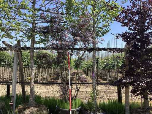 Hornbeam - Espalier