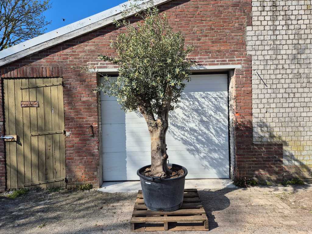 Olivenbaum verzweigt XL - Olea Europaea - Höhe ca. 300 cm