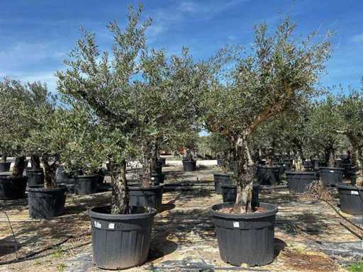 Europäische Olive (2x)