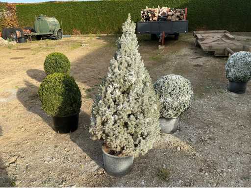 Kerstboom 100cm ‘besneeuwd’ in pot Sierboom (4x)