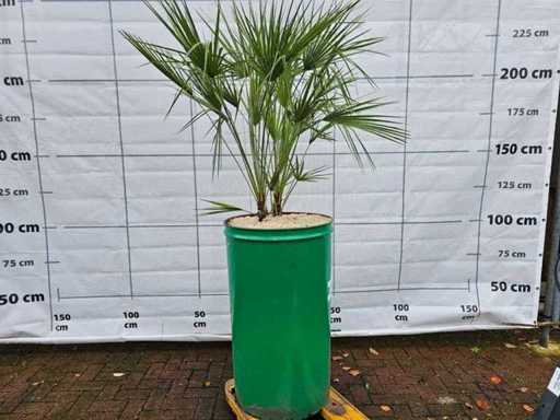 Imposing Chamaerops dwarf palm in green steel vase - 200 cm