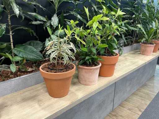 Piante di terracotta con vaso (3x)