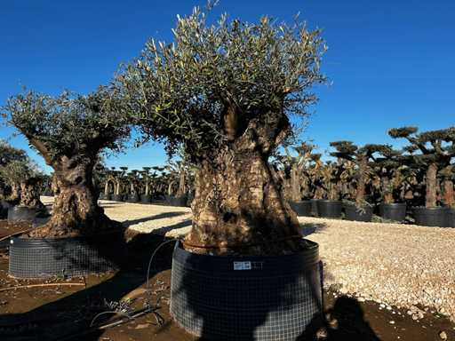 Olive tree in basket Specimen