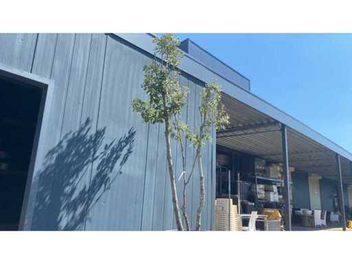 Quercus ilex multistem 250-300 cm Perennial