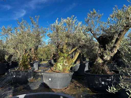 Olive Trees in Pots ( 3x)