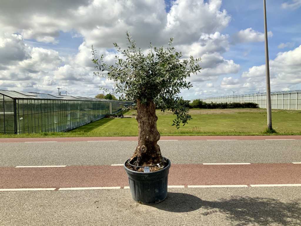 drzewo oliwne (Olea Europaea Lessini)