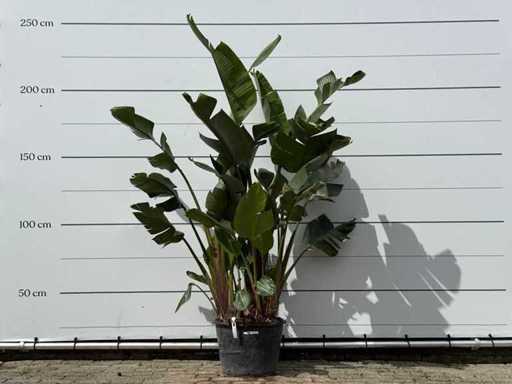 Bird of Paradise XL - Strelitzia Augusta - height approx. 240 cm
