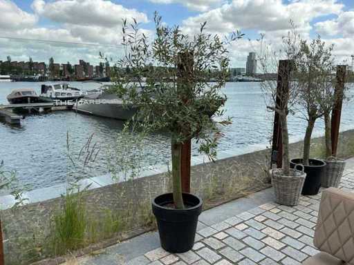 Olea Europaea – Olivenbaum